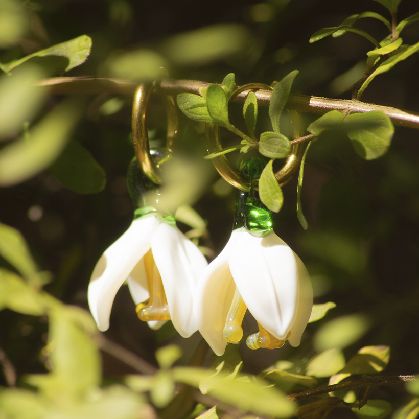 Bugambilias · Flores de vuelo - Imagen 4