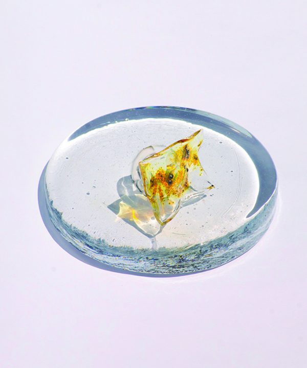 Anillo Semilla